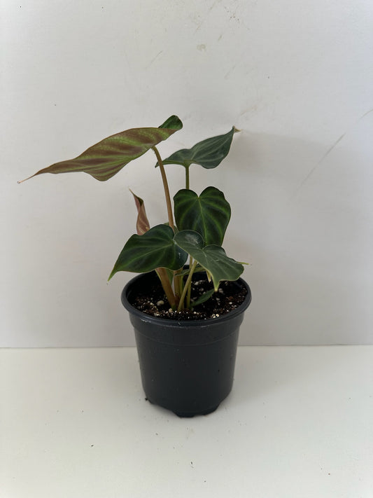 Philodendron Verrucosum 'Ecuador Philodendron'- Tropical Houseplant (4" or 6" Pot)