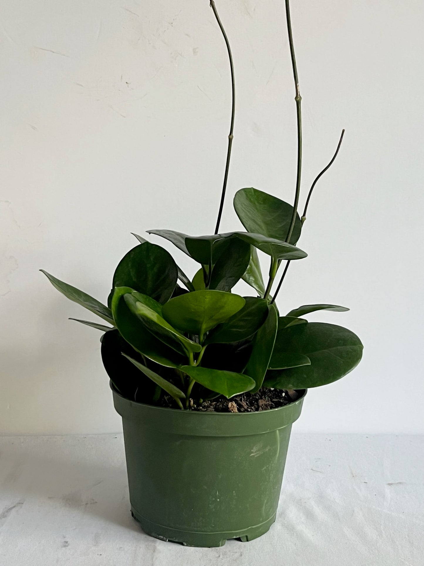 Hoya 'Australis' Wax Plant- 🐾 Pet Friendly - Tropical Houseplant
