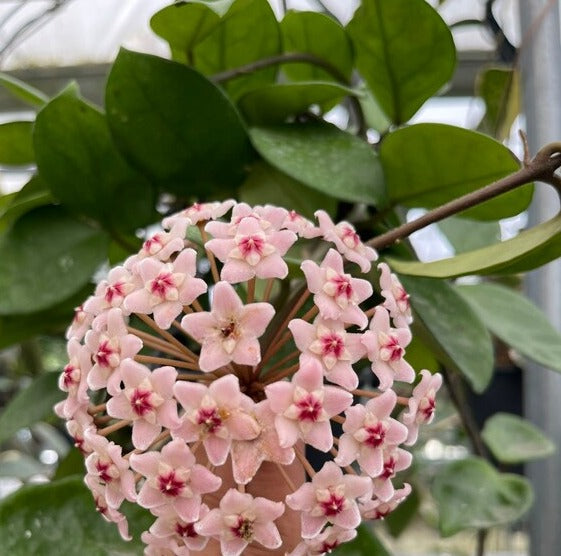 Hoya Carnosa Chelsea Mature Flower Bloom