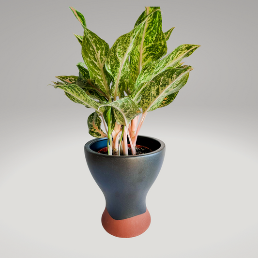 New Arrivals - Plants & Pots – Plante La Vie