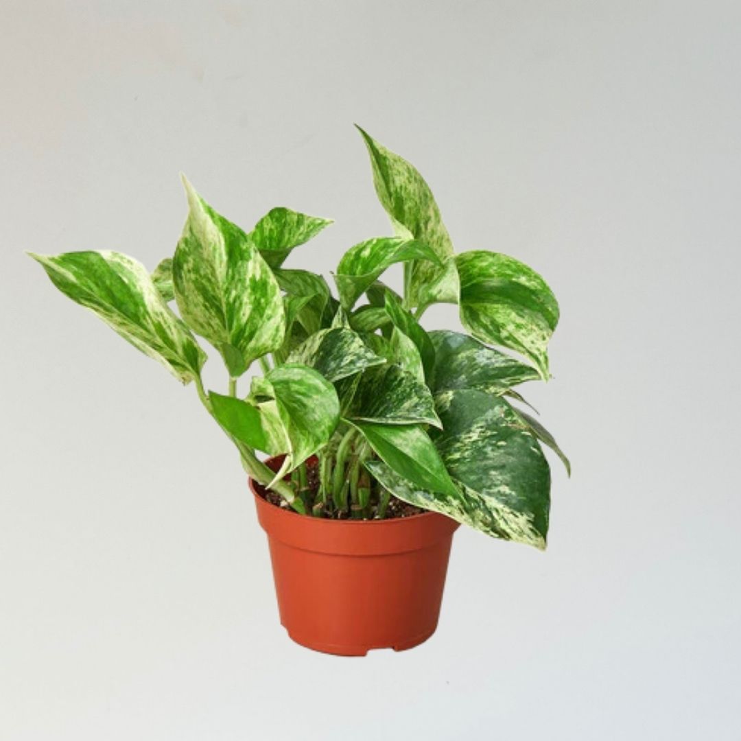 Pothos 'Marble Queen'-  🌱 Beginner- Friendly 🍃 Air Purifying Tropical Houseplant