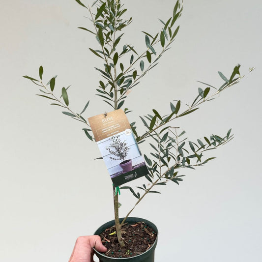 Common Olive Tree (Olea Europaea)