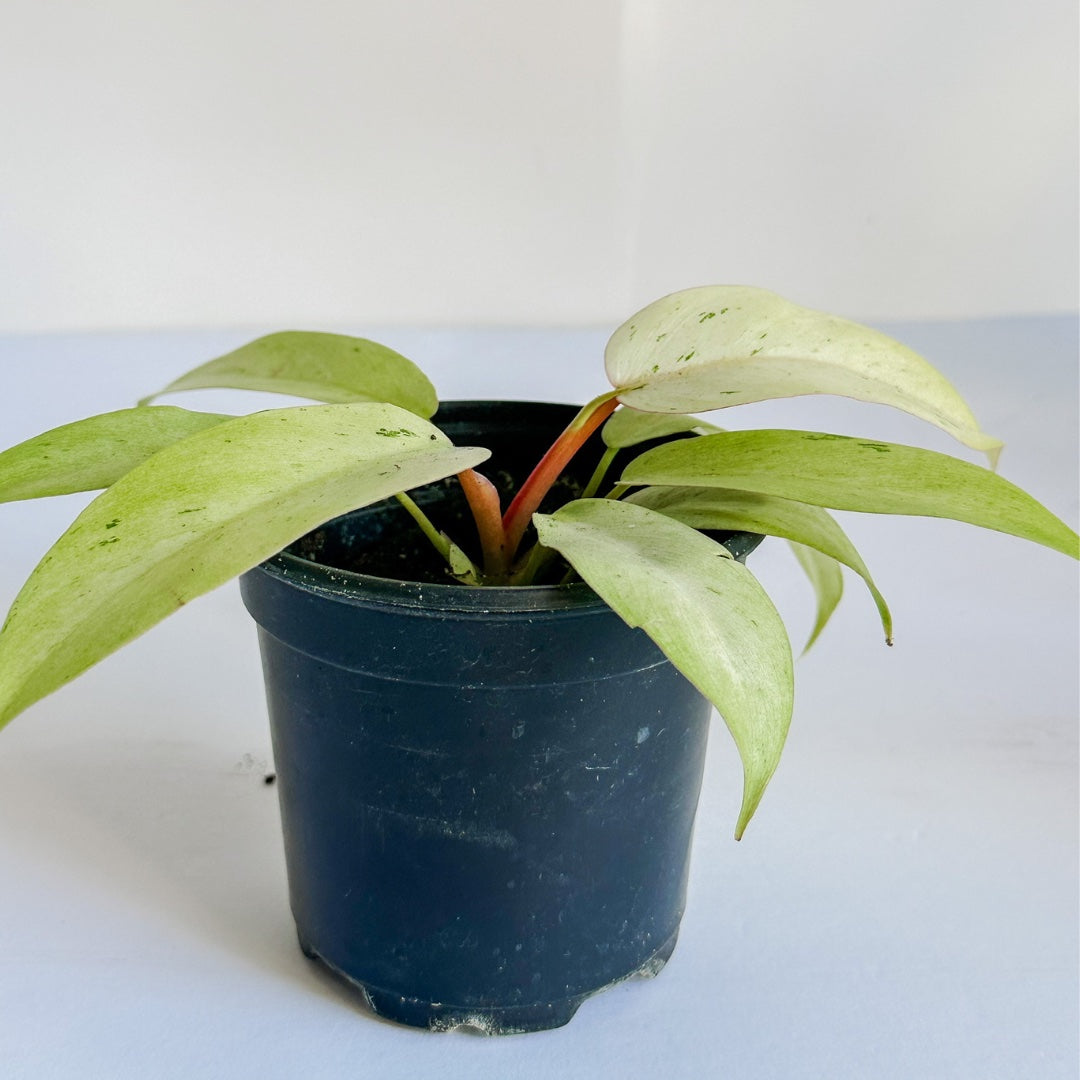 Philodendron 'Snowdrift'- Hybrid Variety With Green Splash & Speckled Variegation - Tropical Houseplant