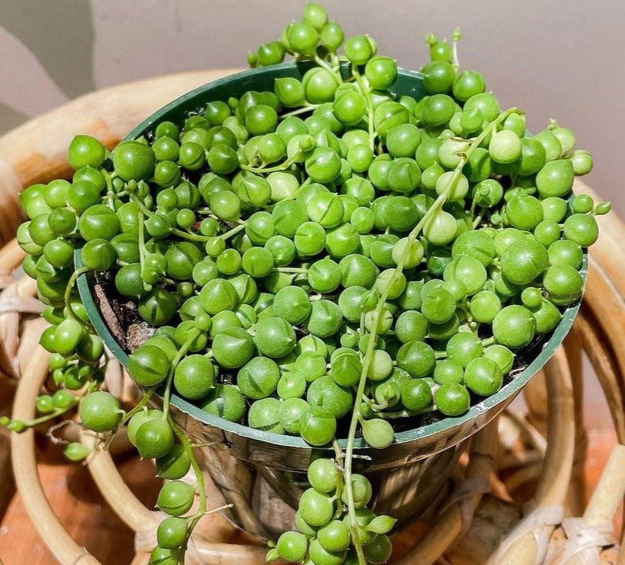 Senecio Rowleyanus 'String of Pearls' Trailing Succulent Vine - Tropical Hoseplant
